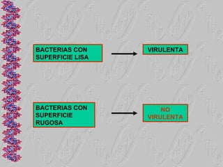 BACTERIAS CON     VIRULENTA
SUPERFICIE LISA




BACTERIAS CON         NO
SUPERFICIE        VIRULENTA
RUGOSA
 