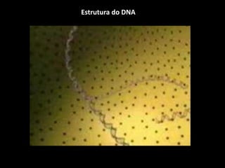 Estrutura do DNA
 