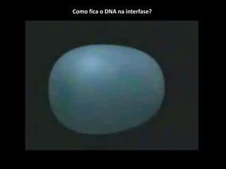 Como fica o DNA na interfase?
 