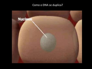 Como o DNA se duplica?
 