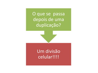 Um divisão
celular!!!!
O que se passa
depois de uma
duplicação?
 