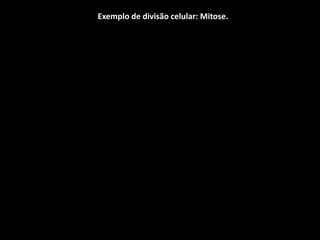 Exemplo de divisão celular: Mitose.
 