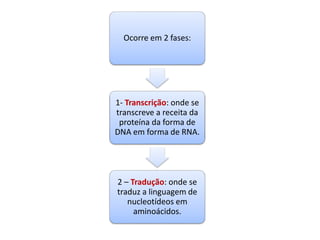 Ocorre em 2 fases:
1- Transcrição: onde se
transcreve a receita da
proteína da forma de
DNA em forma de RNA.
2 – Tradução: onde se
traduz a linguagem de
nucleotídeos em
aminoácidos.
 