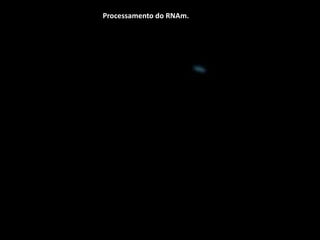 Processamento do RNAm.
 