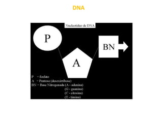 DNA
 