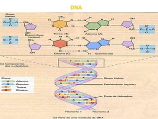 DNA
 