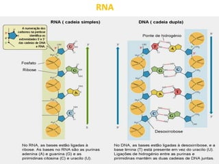 RNA
 
