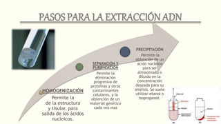 HOMOGENIZACIÓN
Permite la
de la estructura
y tisular, para
salida de los ácidos
nucleicos.
SEPARACIÓN Y
PURIFICACIÓN
Permite la
eliminación
progresiva de
proteínas y otros
contaminantes
celulares, y la
obtención de un
material genético
cada vez mas
PRECIPITACIÓN
Permite la
obtención de un
acido nucleico
para ser
almacenado o
diluido en la
concentración
deseada para su
análisis. Se suele
utilizar etanol o
isopropanol.
 