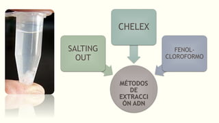 extracción de ADN | PPTX