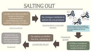 LISIS DE LA CÉLULA
DEGRADACIÓN DE LA FRACCIÓN
PROTEICA
Las sales cao trópicas ayudan a
romper la estructura
tridimensional de
macromoléculas como las
proteínas o los ácidos nucleicos
consiguiendo su
desnaturalización.
Se consigue mediante la
adición de una proteasa
Precipitación
del ADN
El ADN es insoluble en
alcohol, por lo que se
puede precipitar en
etanol frío o isopropanol.
LAVADO DEL PELLET
Resuspencion
Se realiza con Buffer
lisis frio, volviendo a
centrifugarse
El sedimento se
puede resuspender
en agua o tampón
Tris tras ser secado
completamente.
 