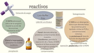 LISIS DE LA CÉLULA
Extracción de sangre
El EDTA elimina el
calcio de la sangre e
impide la acción de
las enzimas
necesarias en la
coagulación.
Lisis Buffer
Frio
homogenización
El SDS es un detergente
iónico que desnaturaliza
las proteínas pero
también inhibe la PCR a
concentraciones
mínimas.
La proteinasa K tiene la
función de degradar las
proteínas y/o enzimas
que potencialmente
pueden degradar al ADNseparación purificación
Fenol: desnaturaliza las
proteínas contaminantes de la
muestra.
Cloroformo: permite la
separación de 2 fases; el ADN
queda en la fase acuosa y en
la fase orgánica quedan las
proteínas y otros
contaminantes.
Etanol e isopropanol:
precipitan los ácidos
nucleicos.
precipitación
 