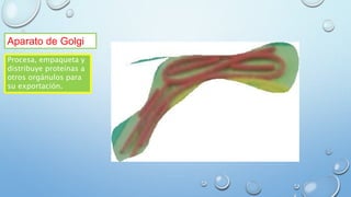 Aparato de Golgi
Procesa, empaqueta y
distribuye proteínas a
otros orgánulos para
su exportación.
 