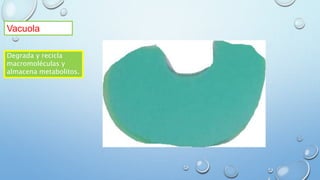 Vacuola
Degrada y recicla
macromoléculas y
almacena metabolitos.
 