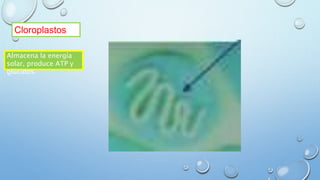Cloroplastos
Almacena la energía
solar, produce ATP y
glúcidos.
 