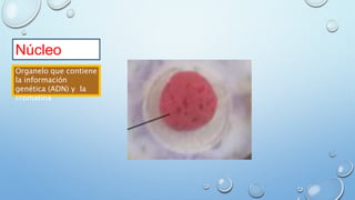 Núcleo
Organelo que contiene
la información
genética (ADN) y la
cromatina
 