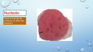 Nucleolo
Tiene la función de
sintetizar el ARN ribo
somático
 