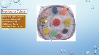 Membrana Celular
Separa la célula de su
entorno; regula el
movimiento de
materiales hacia
dentro y fuera de la
célula.
 