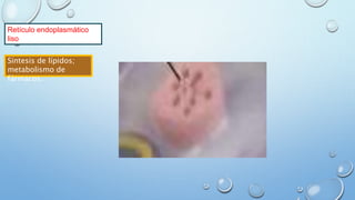 Retículo endoplasmático
liso
Síntesis de lípidos;
metabolismo de
fármacos.
 