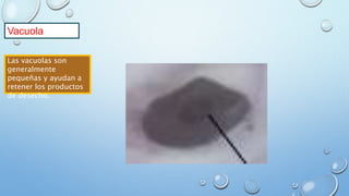 Vacuola
Las vacuolas son
generalmente
pequeñas y ayudan a
retener los productos
de desecho.
 