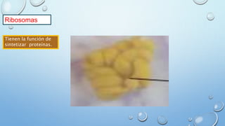 Ribosomas
Tienen la función de
sintetizar proteínas.
 