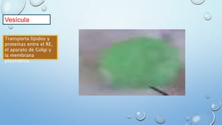Vesícula
Transporta lípidos y
proteínas entre el RE,
el aparato de Golgi y
la membrana
plasmática.
 