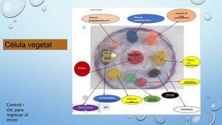 Célula vegetal
Nucleo
lo
Control+
clic para
regresar al
inicio
 