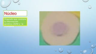 Núcleo
Organelo que contiene
la información
genética (ADN) y la
cromatina
 