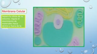 Membrana Celular
Separa la célula de su
entorno; regula el
movimiento de
materiales hacia
dentro y fuera de la
célula.
 