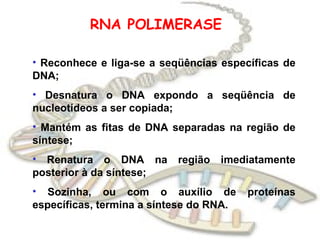 RNA POLIMERASE Reconhece e liga-se a seqüências específicas de DNA; Desnatura o DNA expondo a seqüência de nucleotídeos a ser copiada; Mantém as fitas de DNA separadas na região de síntese; Renatura o DNA na região imediatamente posterior à da síntese; Sozinha, ou com o auxílio de proteínas específicas, termina a síntese do RNA. 