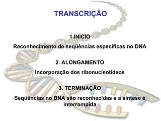 TRANSCRIÇÃO 1.INÍCIO Reconhecimento de seqüências específicas no DNA 2. ALONGAMENTO Incorporação dos ribonucleotídeos 3. TERMINAÇÃO Seqüências no DNA são reconhecidas e a síntese é interrompida 