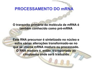 PROCESSAMENTO DO mRNA O transcrito primário da molécula de mRNA é também conhecido como pré-mRNA Este RNA precursor é sintetizado no núcleo e sofre várias alterações transformado-se no que se chama mRNA maduro ou processado. O RNA maduro é, então, transportado ao citoplasma onde será traduzido 