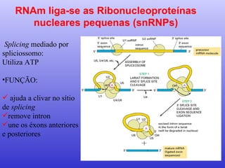 RNAm liga-se as Ribonucleoproteínas nucleares pequenas (snRNPs) Splicing  mediado por spliciossomo: Utiliza ATP FUNÇÃO: ajuda a clivar no sítio de  splicing remove intron une os éxons anteriores e posteriores 