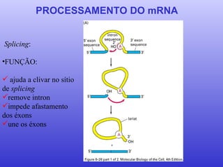PROCESSAMENTO DO mRNA Splicing : FUNÇÃO: ajuda a clivar no sítio de  splicing remove intron impede afastamento dos éxons une os éxons 