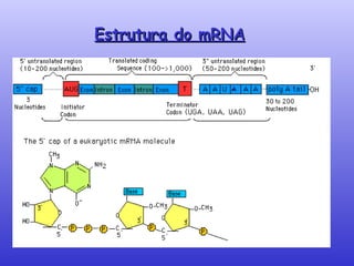 Estrutura do mRNA 
