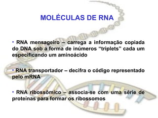 MOLÉCULAS DE RNA RNA mensageiro – carrega a informação copiada do DNA sob a forma de inúmeros “triplets” cada um especificando um aminoácido RNA transportador – decifra o código representado pelo mRNA RNA ribossômico – associa-se com uma série de proteínas para formar os ribossomos 