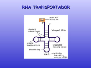 RNA TRANSPORTADOR 