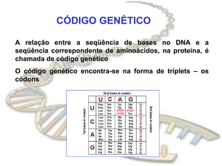 CÓDIGO GENÉTICO A relação entre a seqüência de bases no DNA e a seqüência correspondente de aminoácidos, na proteína, é chamada de código genético O código genético encontra-se na forma de triplets – os códons 