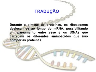 TRADUÇÃO Durante a síntese de proteínas, os ribossomos deslocam-se ao longo do mRNA, possibilitando um pareamento entre esse e os tRNAs que carregam os diferentes aminoácidos que irão compor as proteínas 