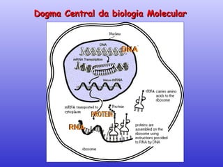 Dogma Central da biologia Molecular 