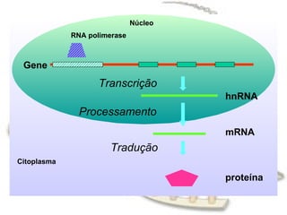Gene RNA polimerase hnRNA mRNA Citoplasma Transcrição Processamento Núcleo Tradução proteína 