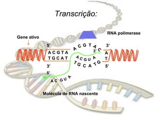 Transcrição: A C G T A T G C A T 5’ 3’ A T 5’ 3’ A C G U A 5’ 3’ RNA polimerase Molécula de RNA nascente Gene ativo A  C G  T A  C T G C  A T G A C G U A 