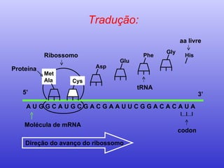Tradução: Molécula de mRNA A U G G C A U G C G A C G A A U U C G G A C A C A U A  Met Ala 5’  3’ Direção do avanço do ribossomo Ribossomo Proteína tRNA aa livre codon Cys Asp Glu Phe His Gly 