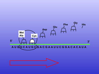 A U G G C A U G C G A C G A A U U C G G A C A C A U A  Met Ala 5’  3’ Cys Asp Glu Phe His Gly 