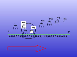 A U G G C A U G C G A C G A A U U C G G A C A C A U A  Met Ala Cys 5’  3’ Asp Glu Phe His Gly 