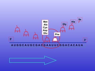 A U G G C A U G C G A C G A A U U C G G A C A C A U A  Met Ala Cys Asp Glu 5’  3’ Phe Gly His Ile 