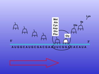 A U G G C A U G C G A C G A A U U C G G A C A C A U A  Met Ala Cys Asp Glu Phe 5’  3’ Gly His Ile Lys 