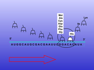 A U G G C A U G C G A C G A A U U C G G A C A C A U A  Met Ala Cys Asp Glu Phe Gly 5’  3’ His Ile Lys 