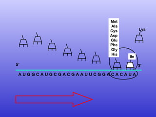 A U G G C A U G C G A C G A A U U C G G A C A C A U A  Met Ala Cys Asp Glu Phe Gly His 5’  3’ Ile Lys 