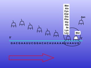 G A C G A A U U C G G A C A C A U A A A A U U A A U G  Met Ala Cys Asp Glu Phe Gly His Ile Lys Leu 5’  3’ Met Asn 