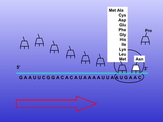 G A A U U C G G A C A C A U A A A A U U A A U G A A C  Met Ala Cys Asp Glu Phe Gly His Ile Lys Leu Met 5’  3’ Asn Pro 